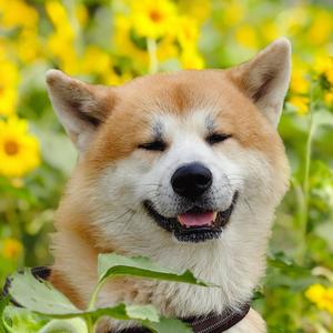 汪汪小糖 头像