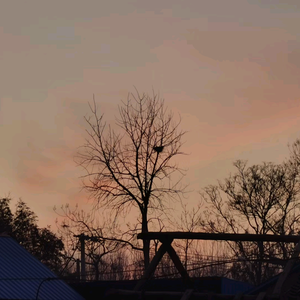 答案在风中飘荡 头像