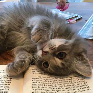 想去采桑的袋鼠 头像