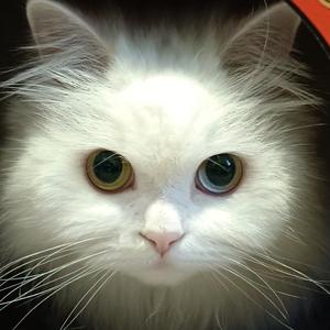 打弓人（rua猫版） 头像