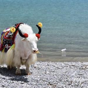 豁达豆花Koqe65 头像