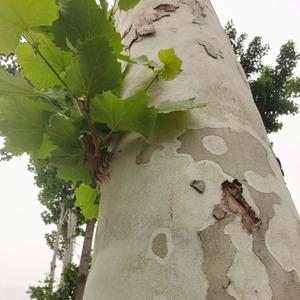老徐茶歇 头像