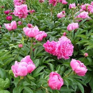 春暖花开 头像