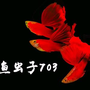 鱼虫子703 头像