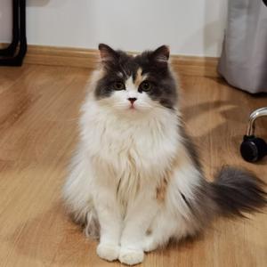 胖墩儿是只猫 头像