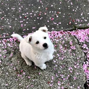 朴实精灵h 头像