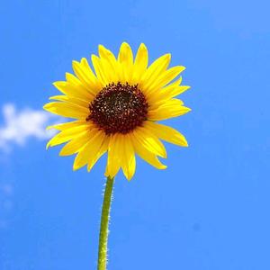 跨境视角·亚亚姐 头像