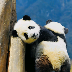 天府i小二 头像