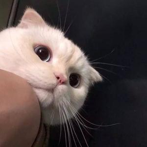 蔓越莓图集 头像