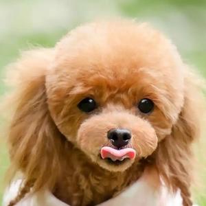 尘世清风兰雪 头像