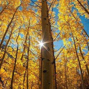 大脸体坛风云 头像