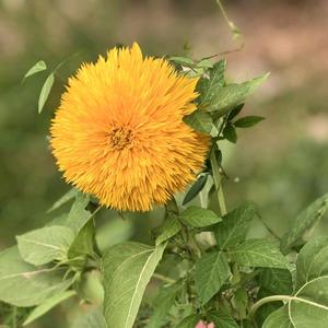 贞璞堂（书墨一味，且从容） 头像