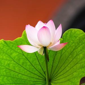 易学易用一一一青松人生 头像