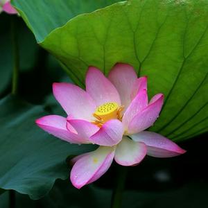 医林圣手 头像