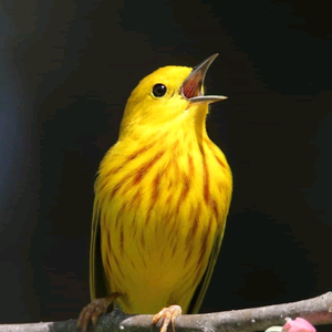 名校名师教育肖老师 头像