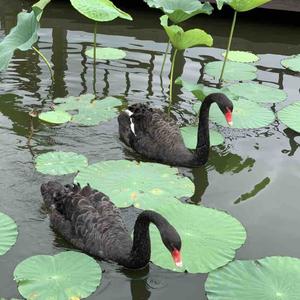 又又又又见 头像