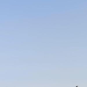 云里的游鱼 头像