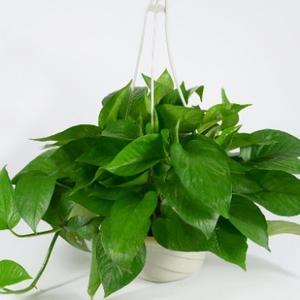 沐沐的沉默海风 头像