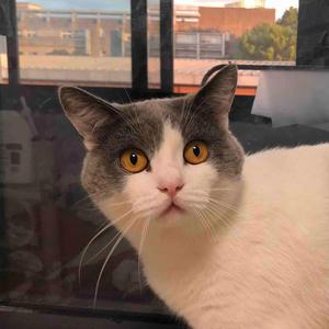 超级麻辣兔头 头像