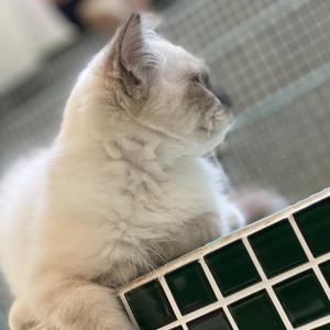 怀揣梦想的娱乐小喵 头像