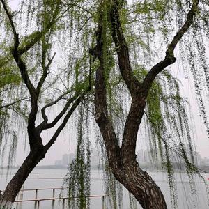 五味子说说 头像