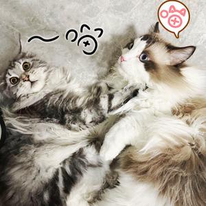 霸总布亦斑 头像