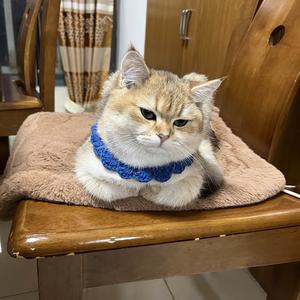 大饼不是饼 头像
