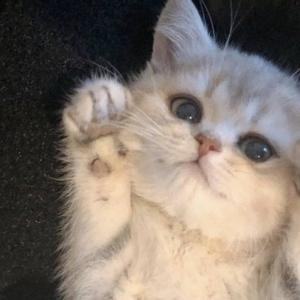 小知什么都想知道 头像