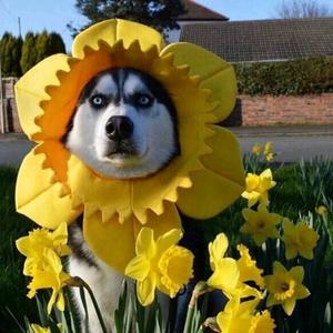 大先森的CMA20T 头像