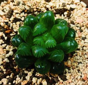 天津云上和平 头像