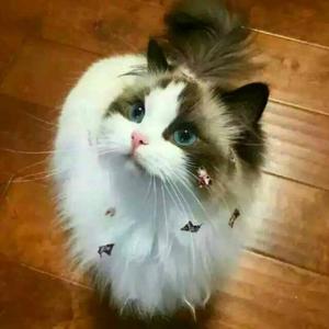 插画师丹色锦狸 头像