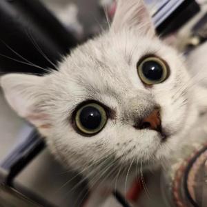 赐昊中春苏 头像