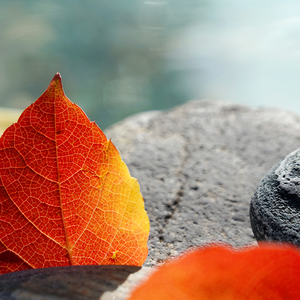 石头说车666 头像