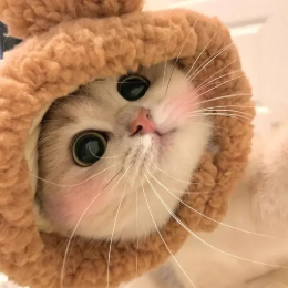 小猫爱吃鱼 头像