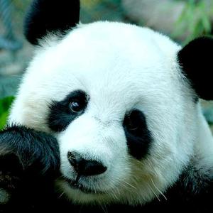 儿童欢乐秀 头像