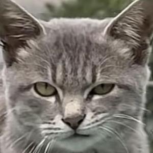 七十猫十七 头像