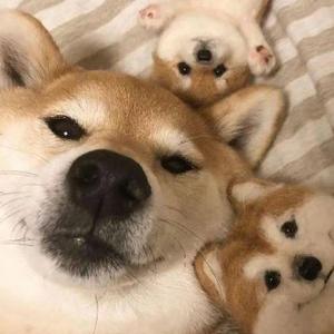 小柴趣闻 头像