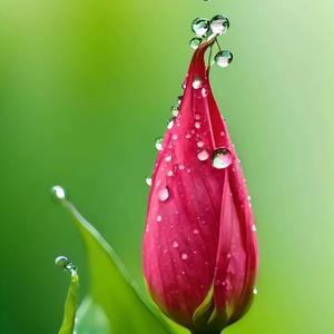 K线分析师 头像