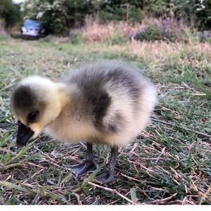 牧野仙踪牛牛 头像