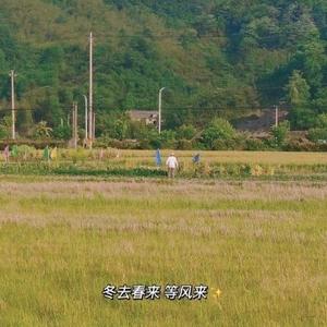 分享君仔 头像