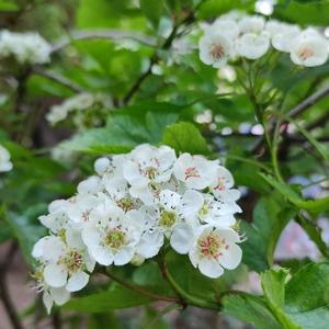 小学数学精讲课堂 头像