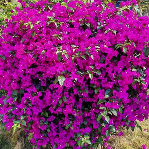 心想事成者 头像