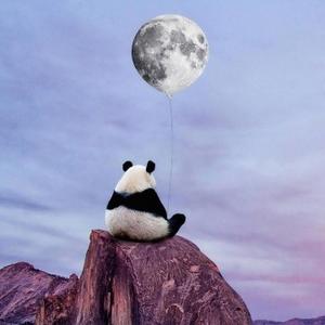 率真勇敢的风声 头像