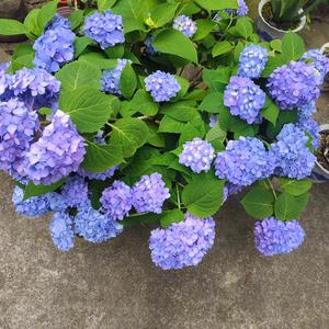 兰谷觅兰踪 头像