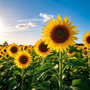 半糖温度（请勿连赞） 头像