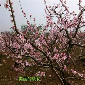 齊齊哈爾陳哥头像