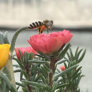 乖巧小红花 头像