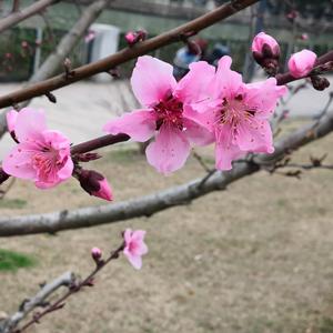 静待花儿开1999 头像