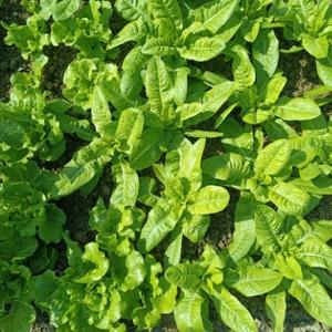 田园时光2023 头像