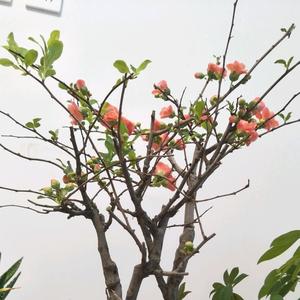 悠走蔡文姬